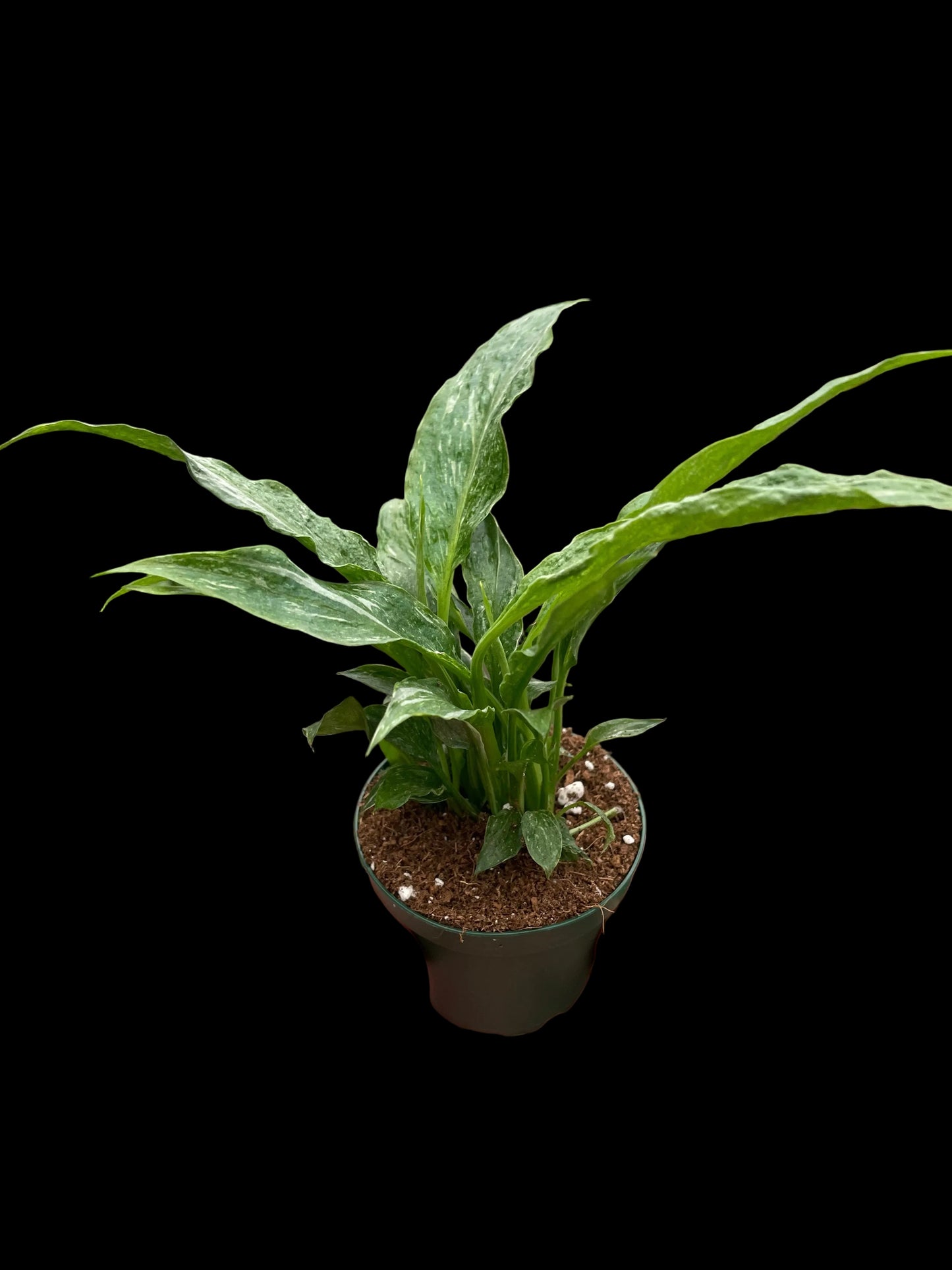 Variegated Spathiphyllum 'Domino'