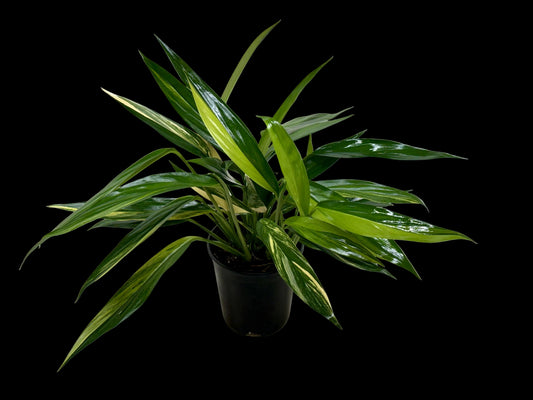 Pothos 'Silver Streak Variegated'