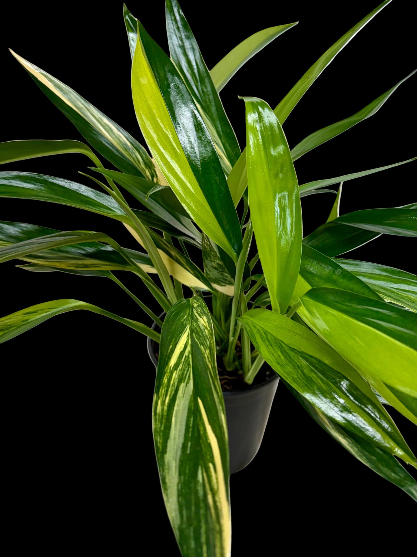 Pothos 'Silver Streak Variegated'