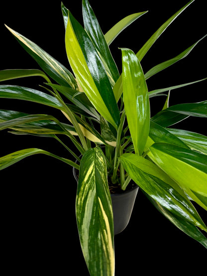 Pothos 'Silver Streak Variegated'