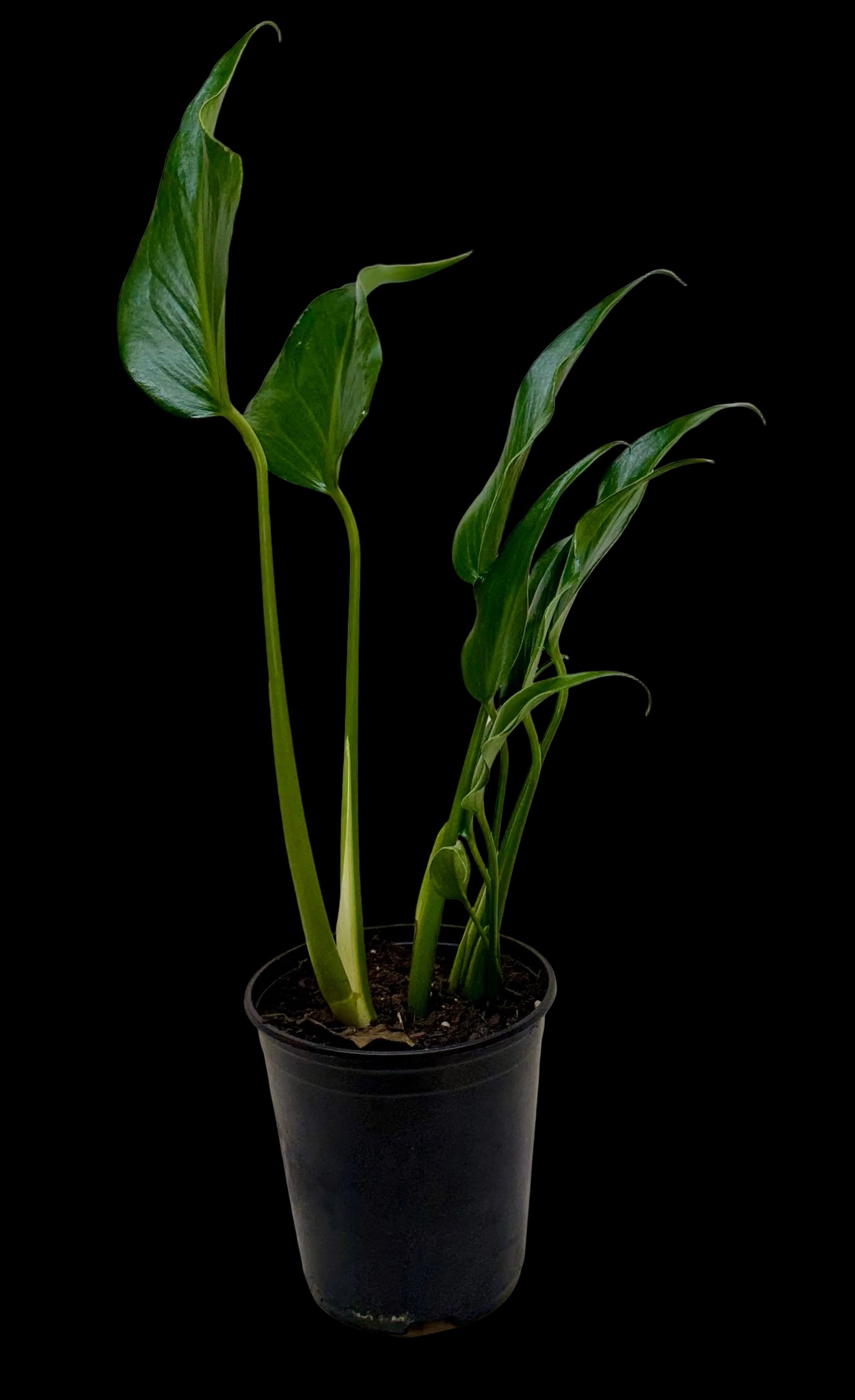 Monstera Burle Marx Flame