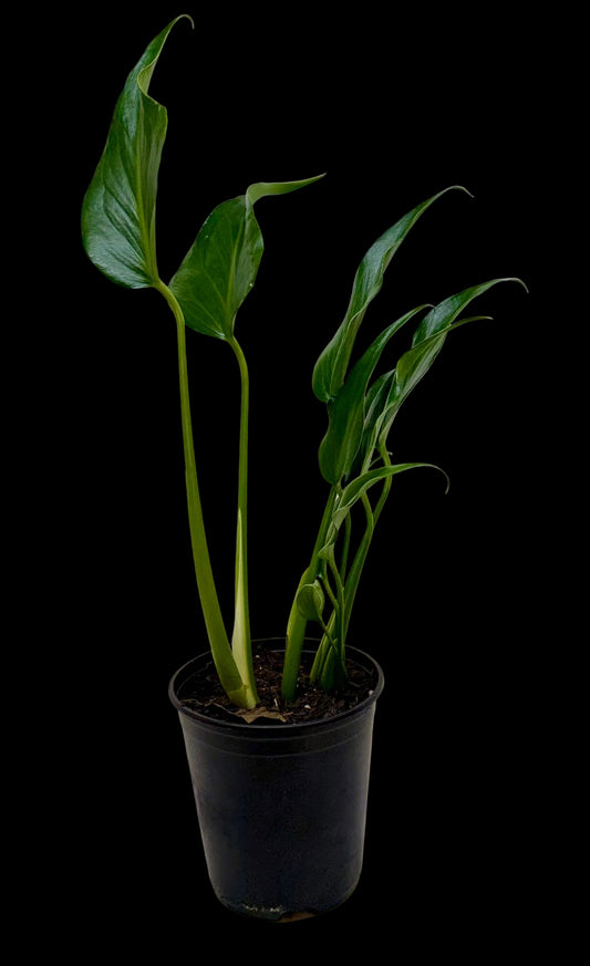 Monstera Burle Marx Flame