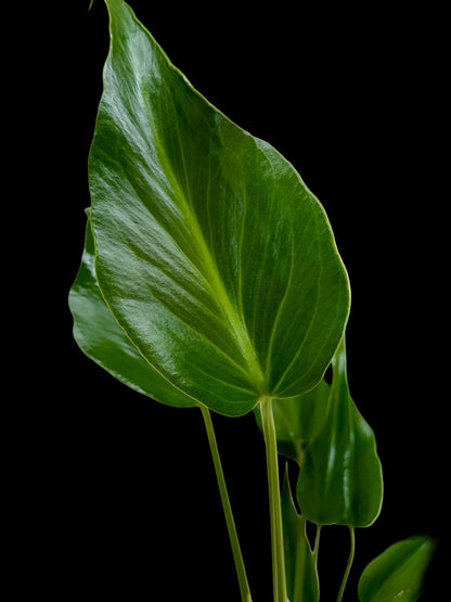 Monstera Burle Marx Flame