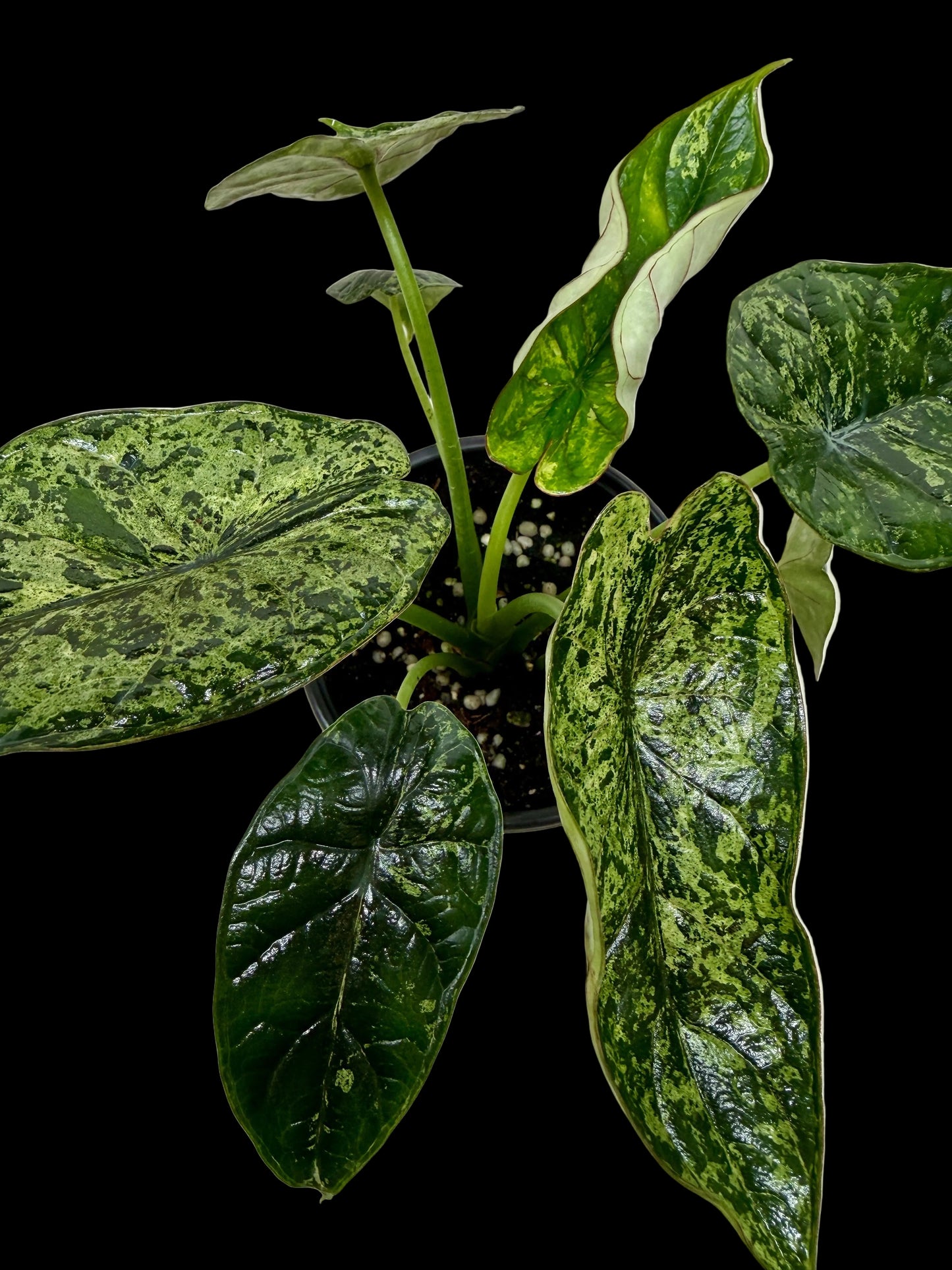 Alocasia 'Dragon Scale Mint'