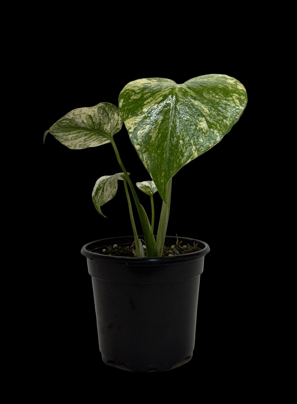 Monstera 'Mint'