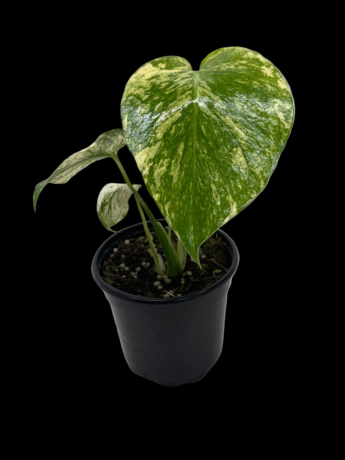 Monstera 'Mint'