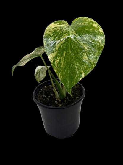 Monstera 'Mint'