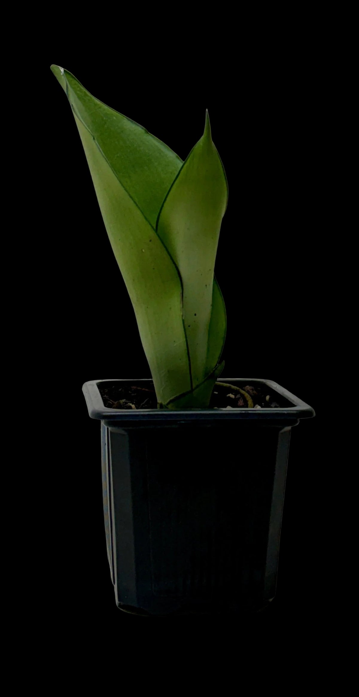 Snake Plant 'Moonshine'