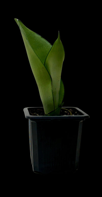 Snake Plant 'Moonshine'