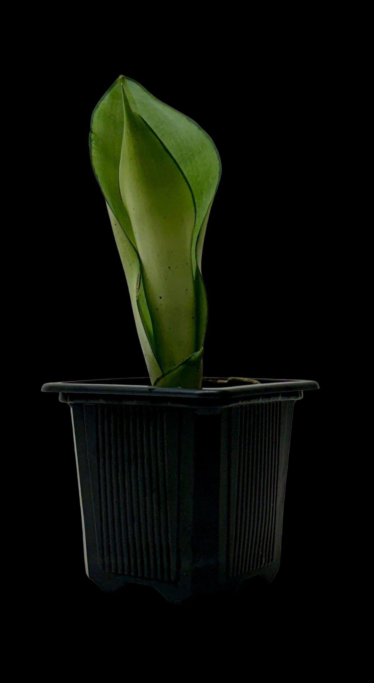 Snake Plant 'Moonshine'