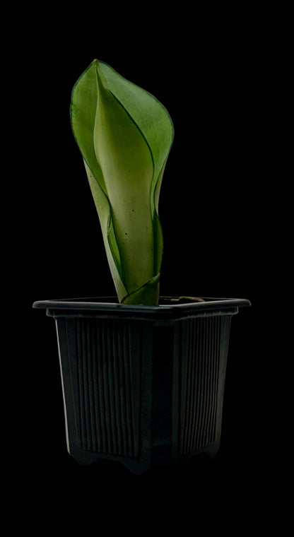 Snake Plant 'Moonshine'