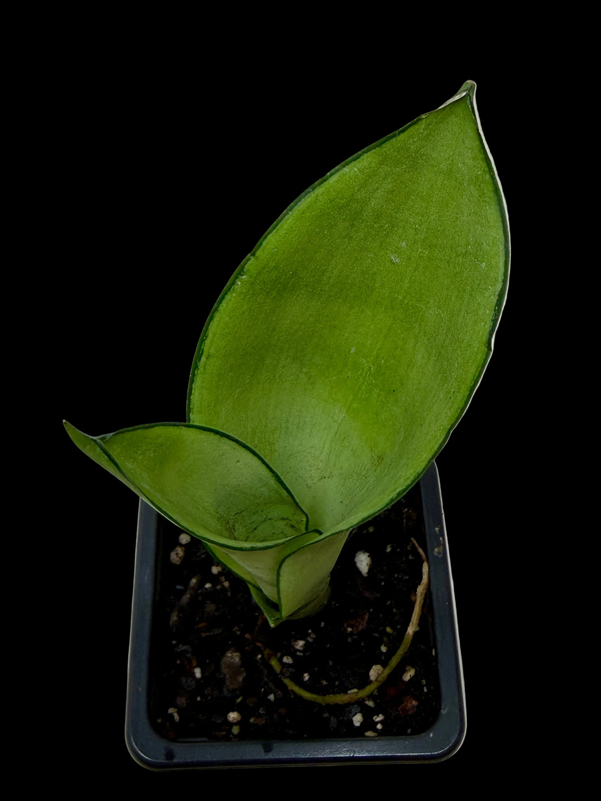 Snake Plant 'Moonshine'