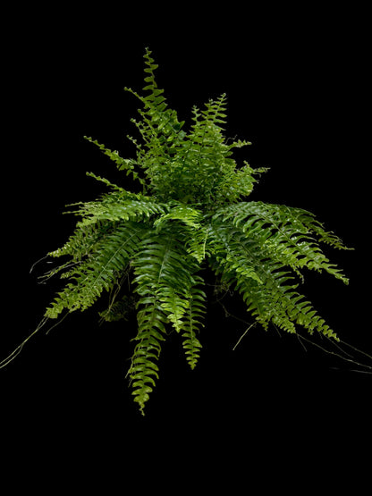 Boston Fern