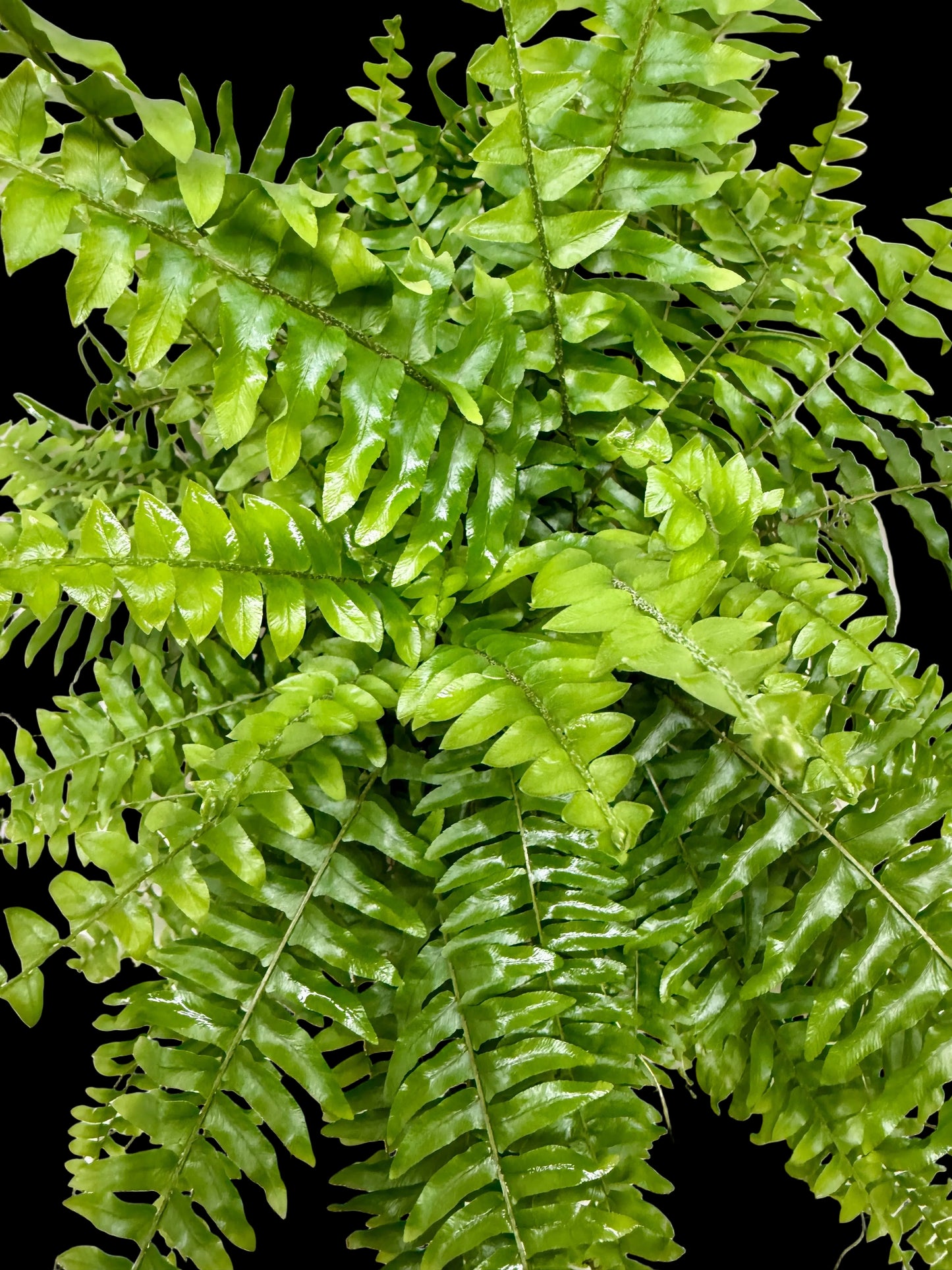 Boston Fern
