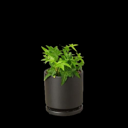 English Ivy Green California