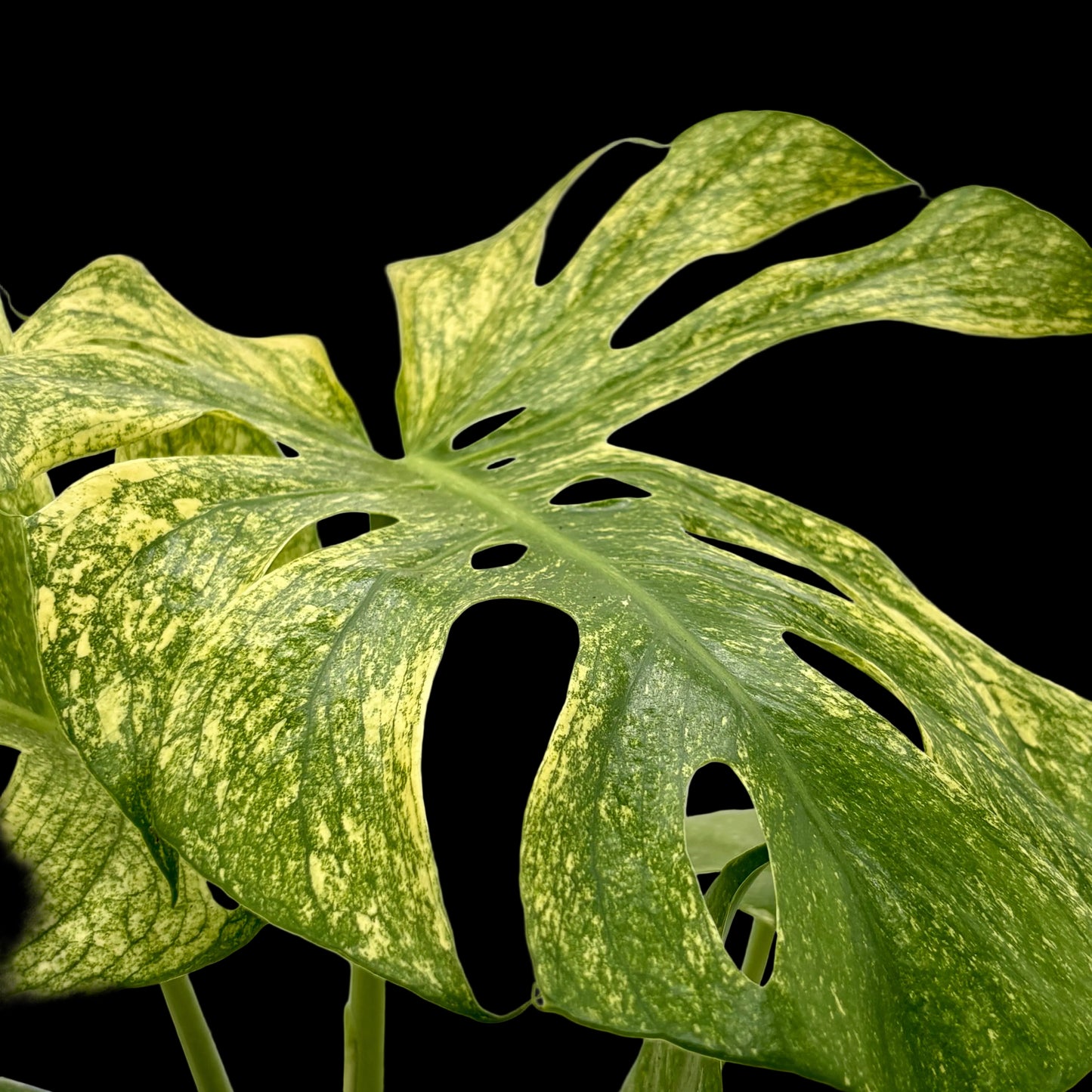 Monstera 'Mint'
