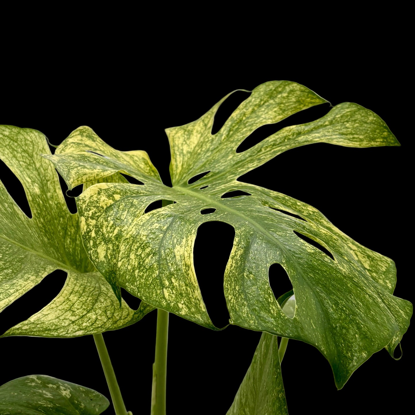 Monstera 'Mint'