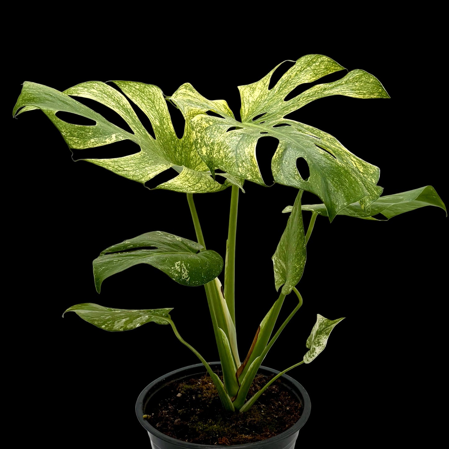 Monstera 'Mint'