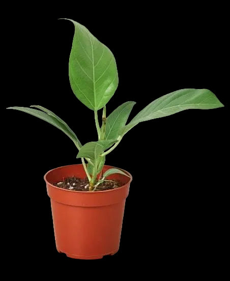 Ficus 'Audrey'