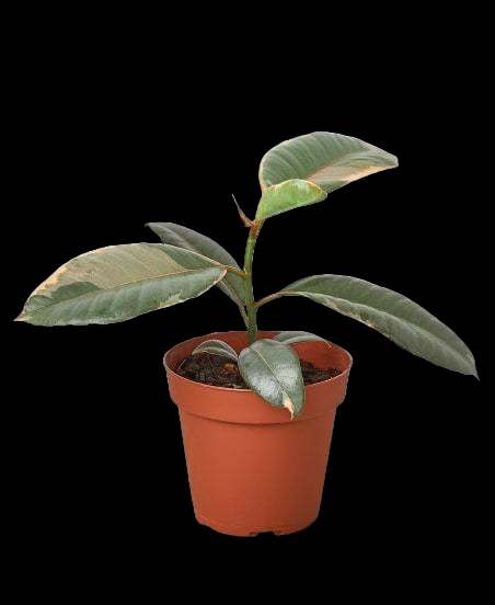 Ficus Elastica 'Ruby Pink'