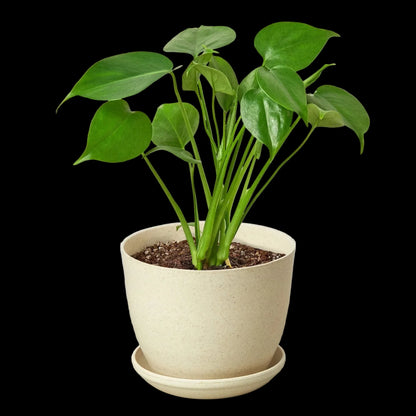 Philodendron Monstera Split-Leaf