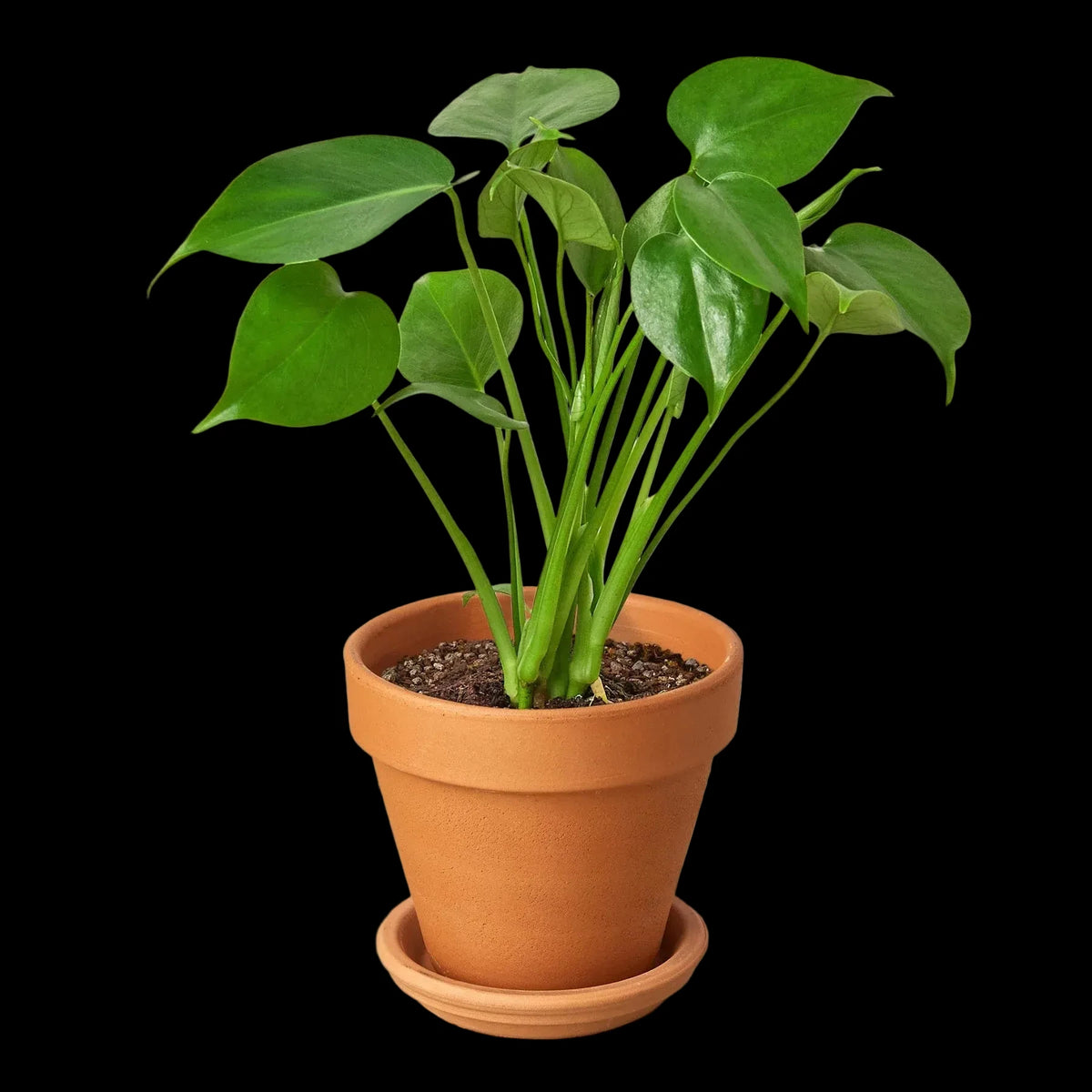 Philodendron Monstera Split-Leaf