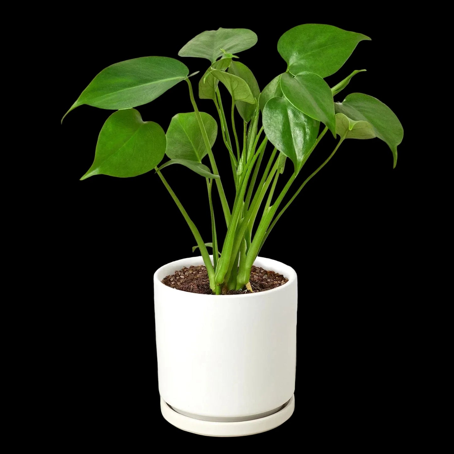 Philodendron Monstera Split-Leaf