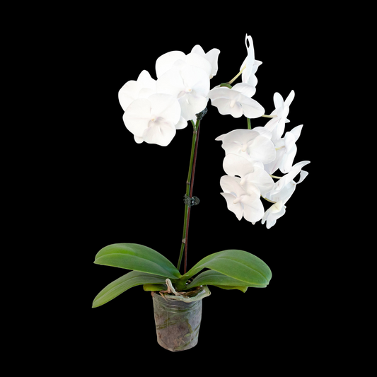 Orchid 'White Phalaenopsis'