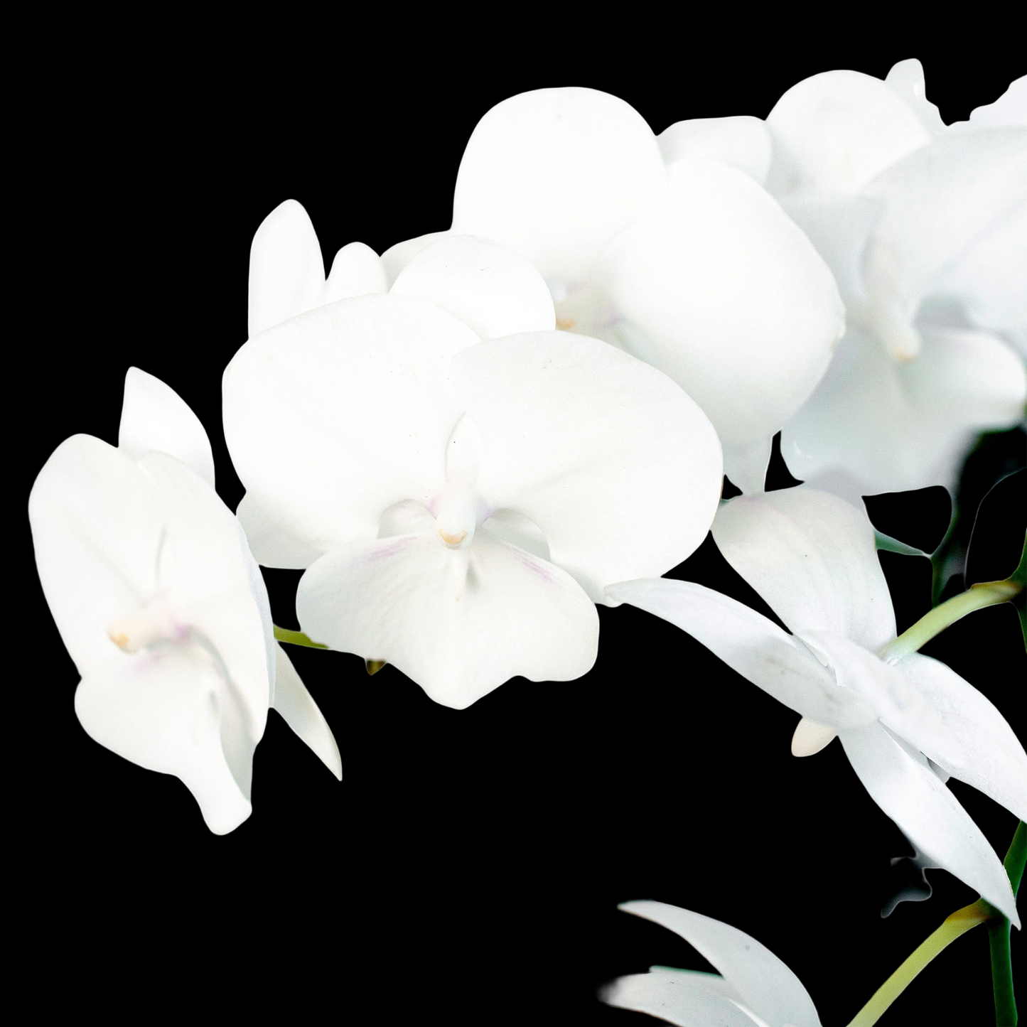 Orchid 'White Phalaenopsis'