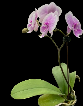 Orchid 'Light Pink Phalaenopsis'