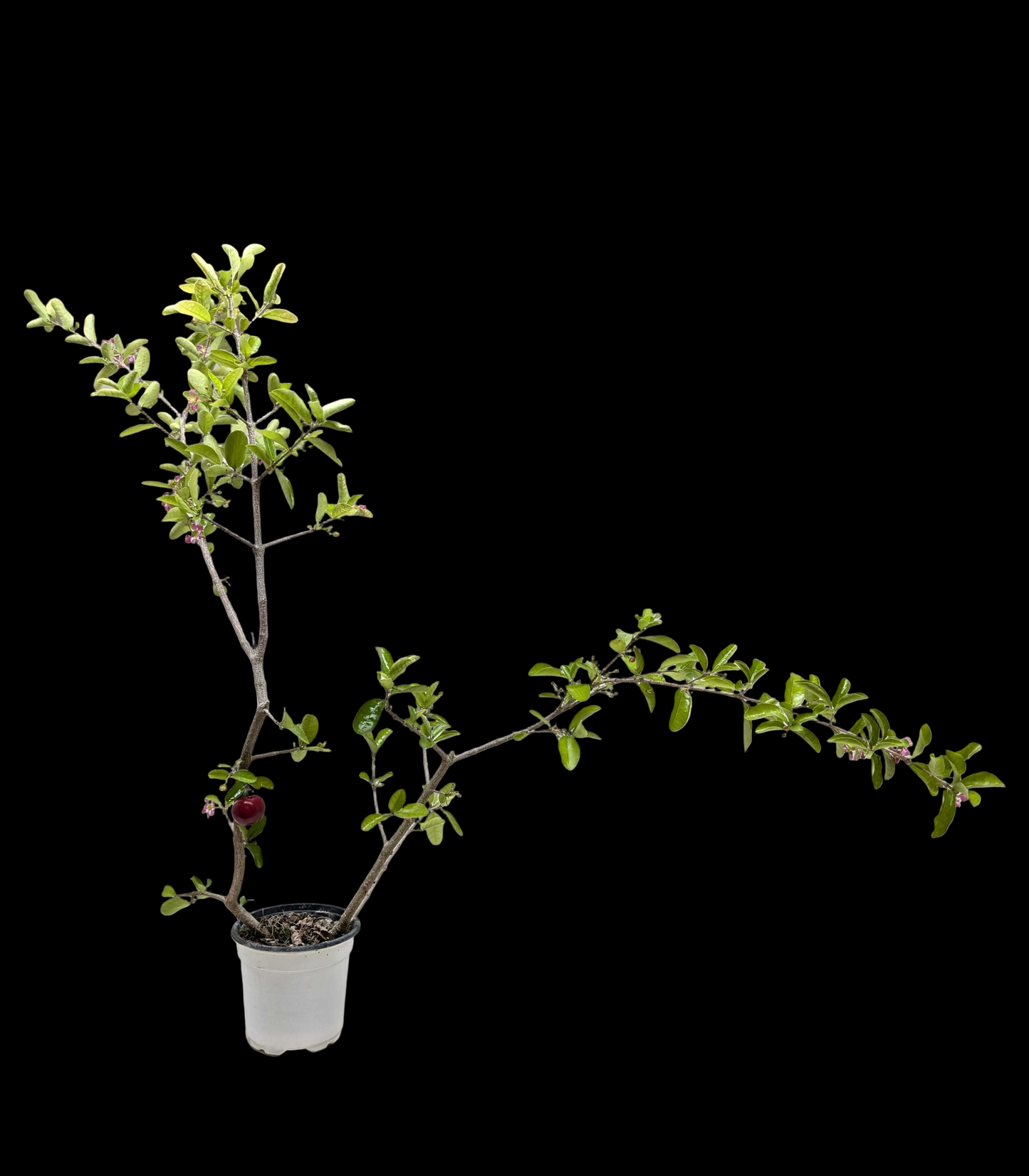 Malpighia Barbados Cherry