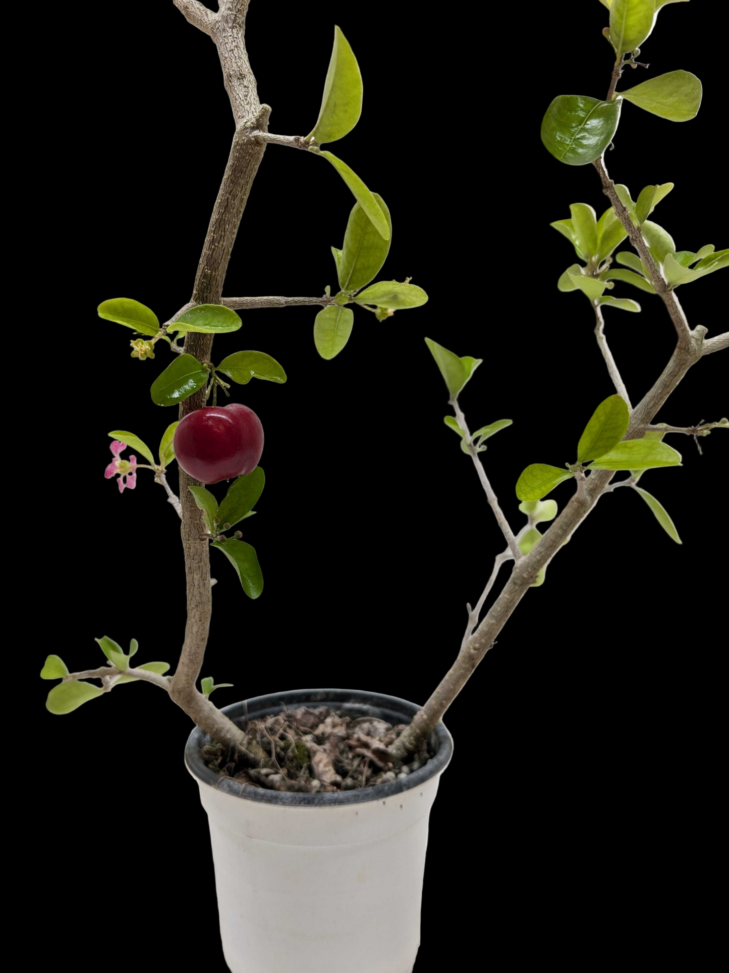 Malpighia Barbados Cherry