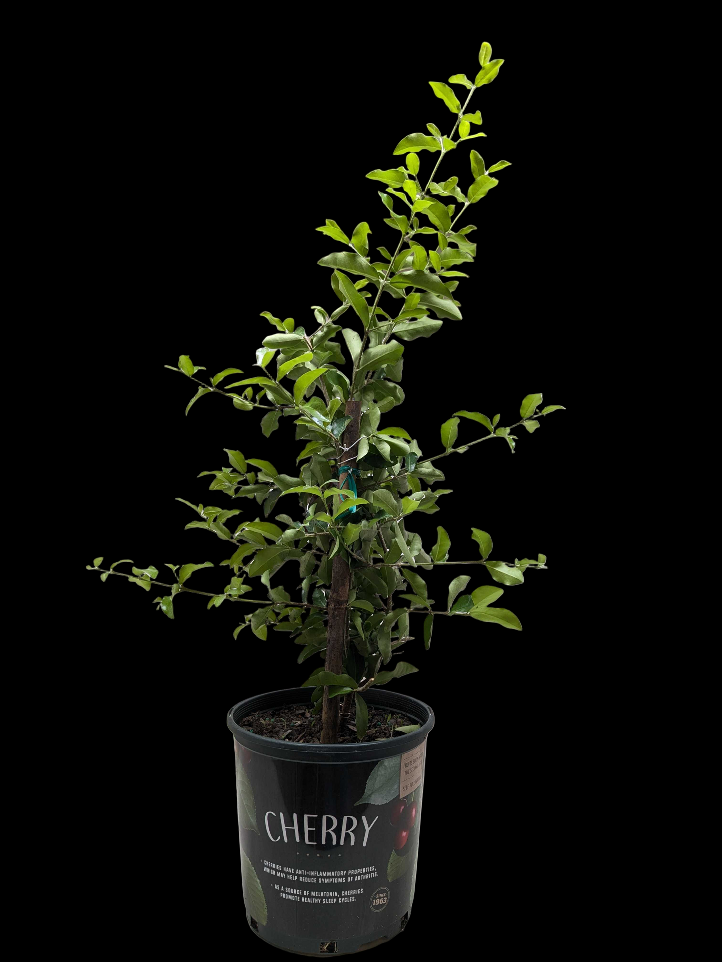 Malpighia Barbados Cherry