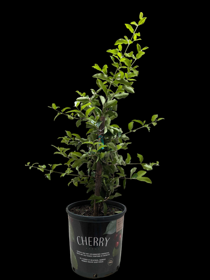 Malpighia Barbados Cherry