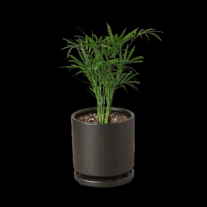 Parlor Palm