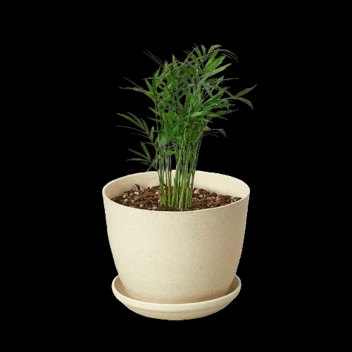 Parlor Palm