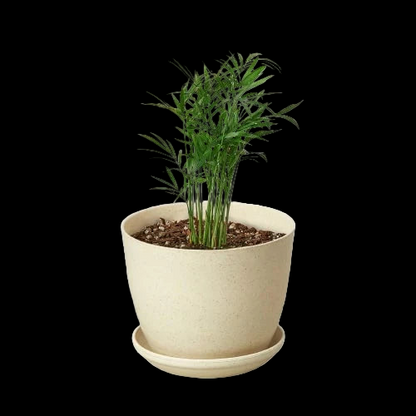 Parlor Palm