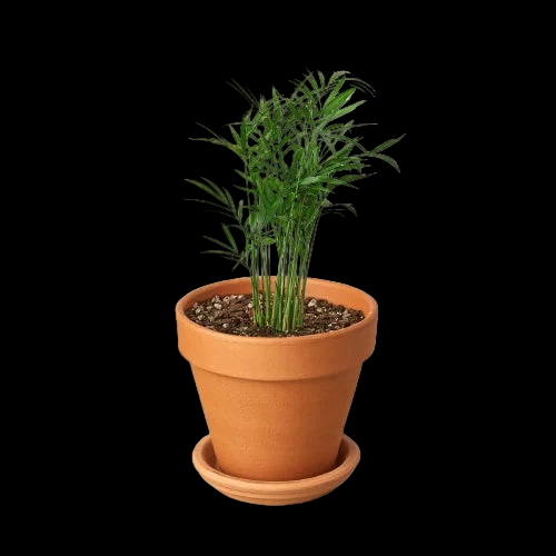 Parlor Palm