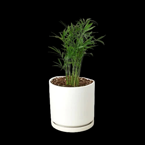 Parlor Palm