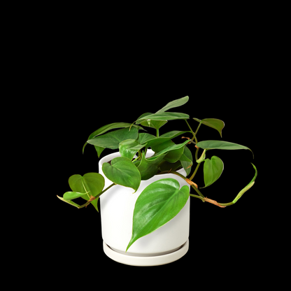 Philodendron Cordatum Heartleaf
