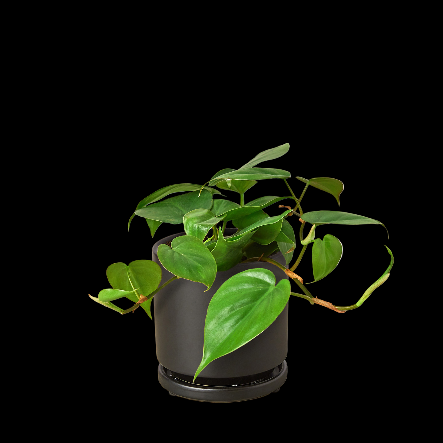 Philodendron Cordatum Heartleaf