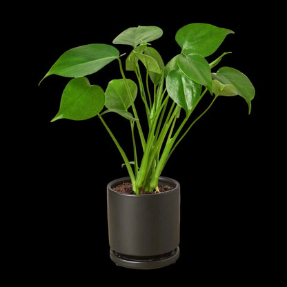 Philodendron Monstera Split-Leaf