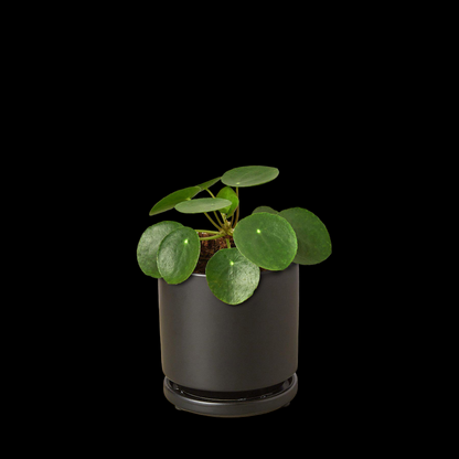 Pilea Peperomioides 'Chinese Money'