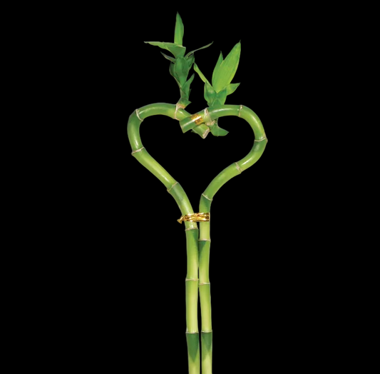 Dracaena 'Lucky Bamboo' (Heart Shape)