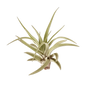 Tillandsia Air Plant Veluntina