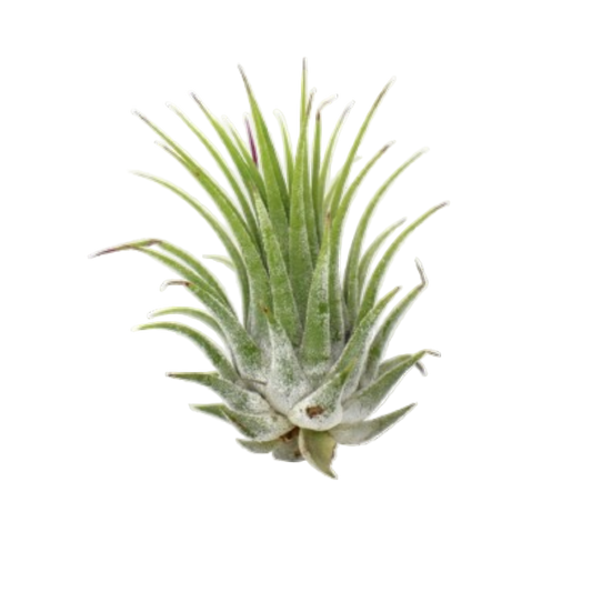 Tillandsia Air Plant Ionantha - 5 Pack
