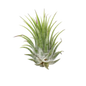 Tillandsia Air Plant Ionantha - 5 Pack