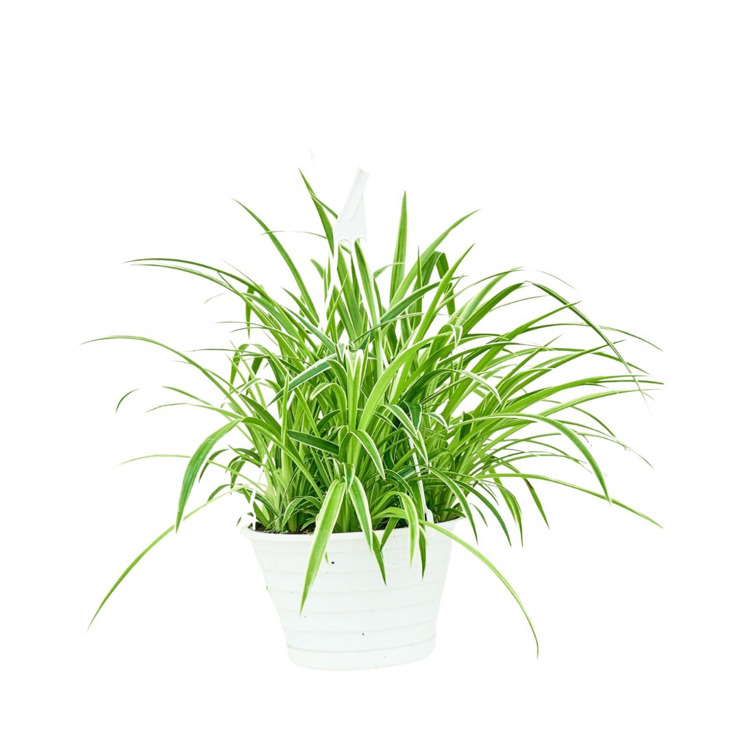 Spider Plant 'Reverse', Large