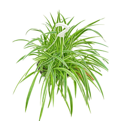 Spider Plant 'Reverse', Large