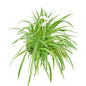 Spider Plant 'Reverse', Large